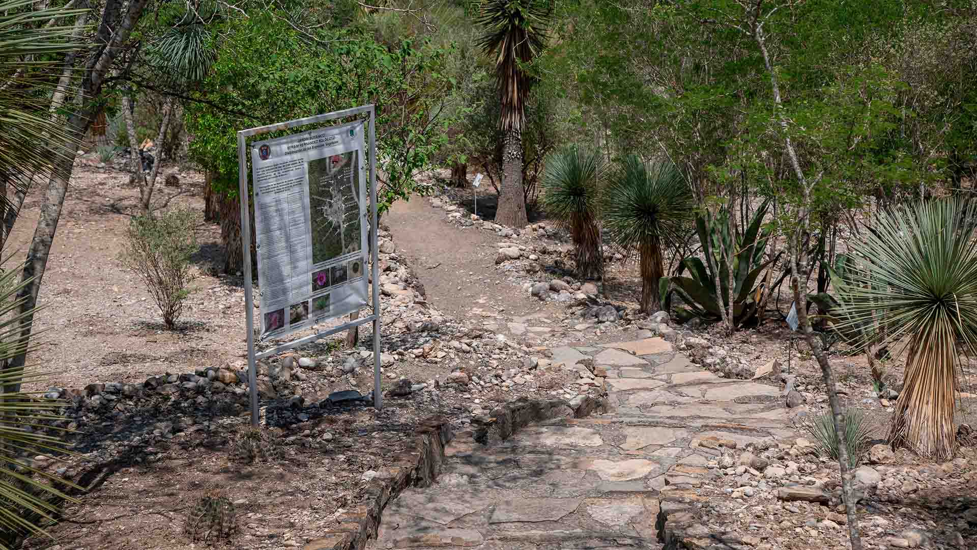 Conserva UANL flora regional en jardines etnobiológicos