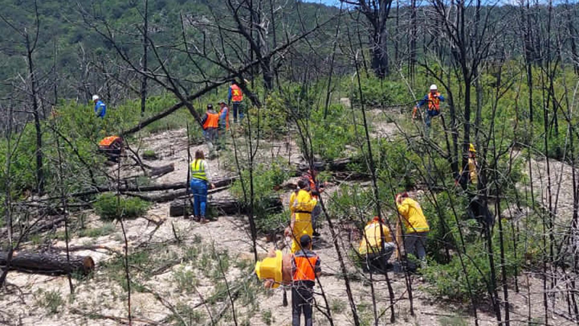 Trabajan universitarios en prevención de incendios forestales