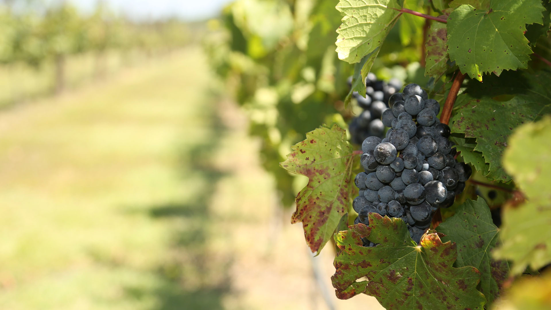 Inaugurará UANL bodega vinícola durante la Vendimia 2023