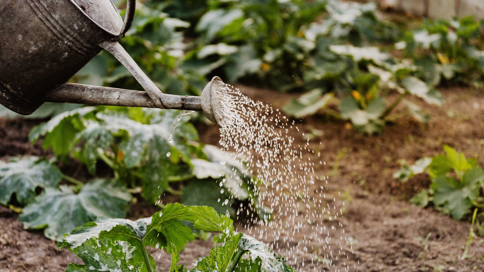 Optimiza el uso del agua aplicando estas recomendaciones