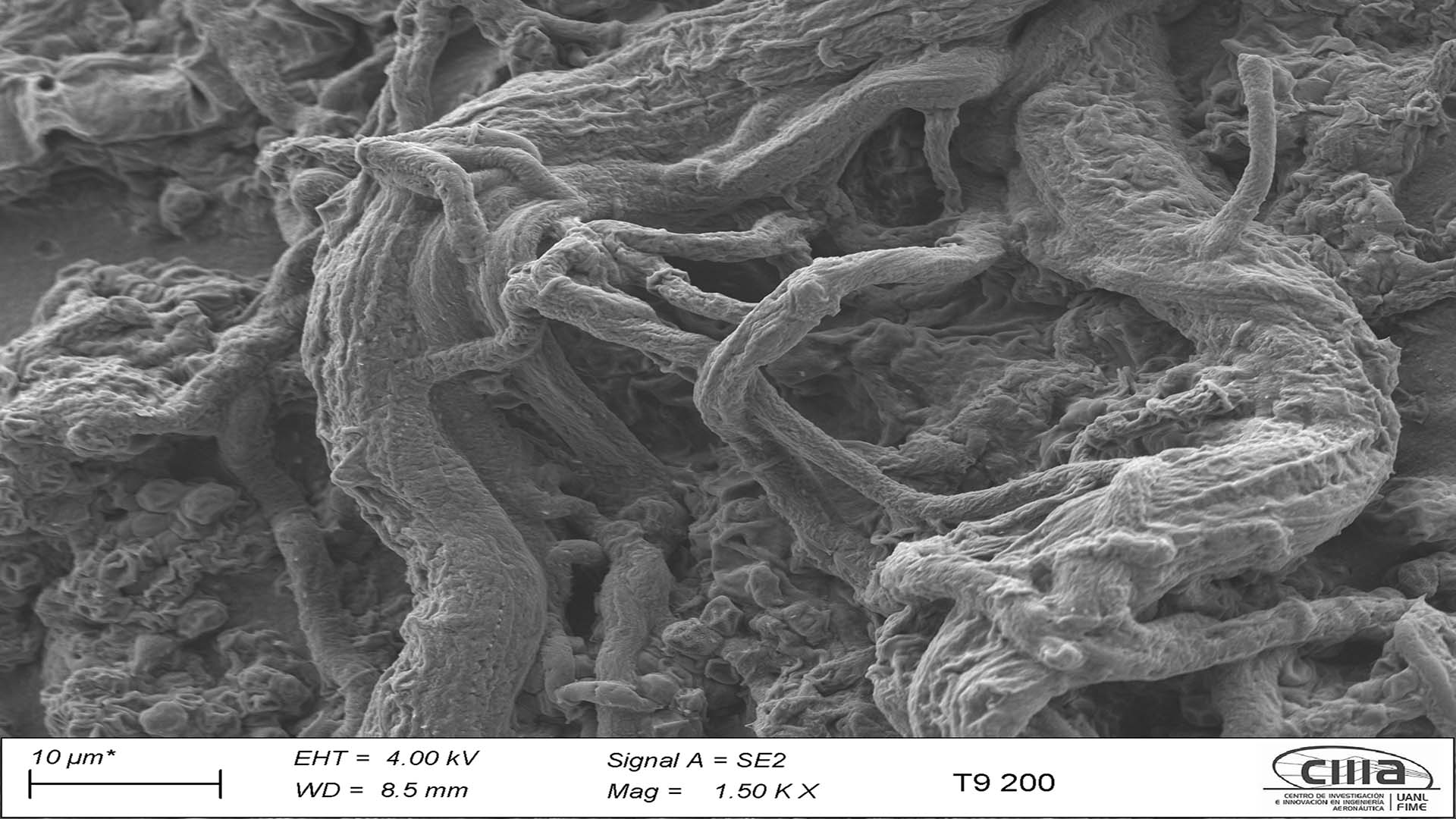 Crea Biología hongo que ayuda a producir plantas saludables en zona árida