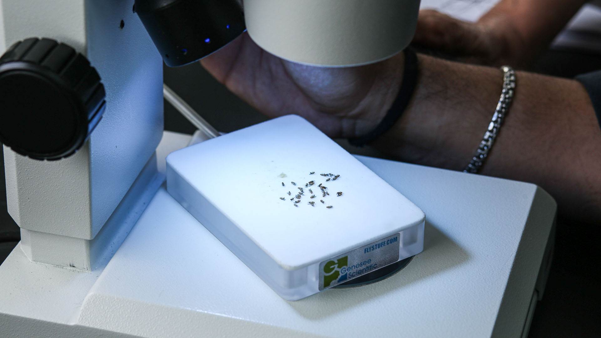 Recibe estudio de mosca de la fruta Premio de Investigación UANL 2023