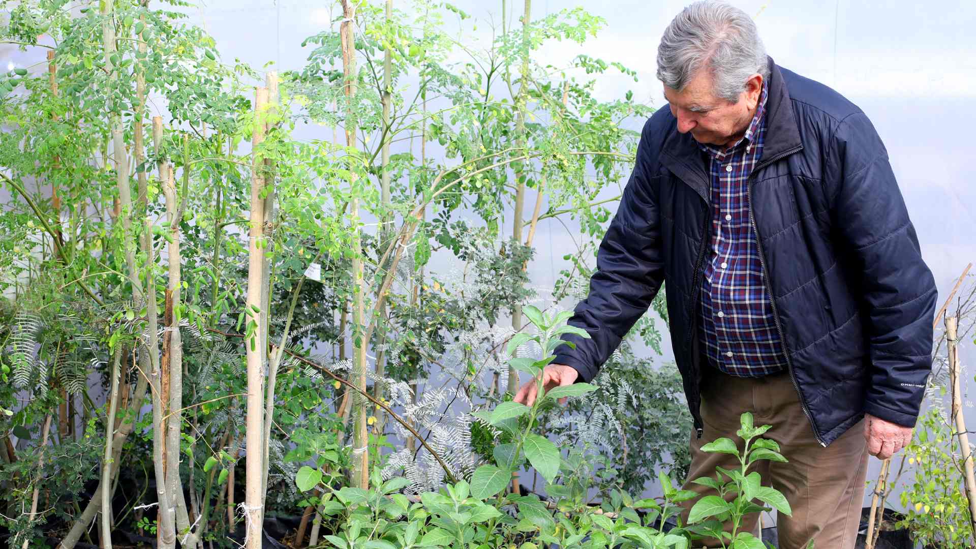 Conoce las propiedades de la moringa y otras plantas medicinales