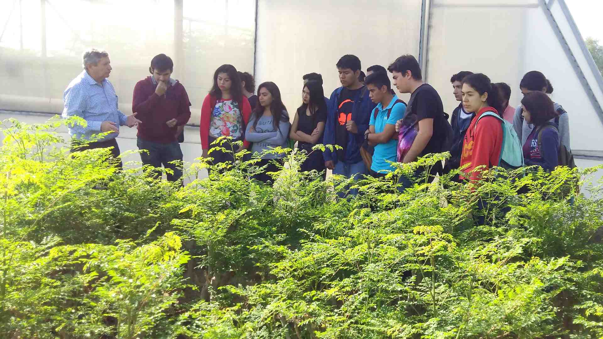 Conoce las propiedades de la moringa y otras plantas medicinales