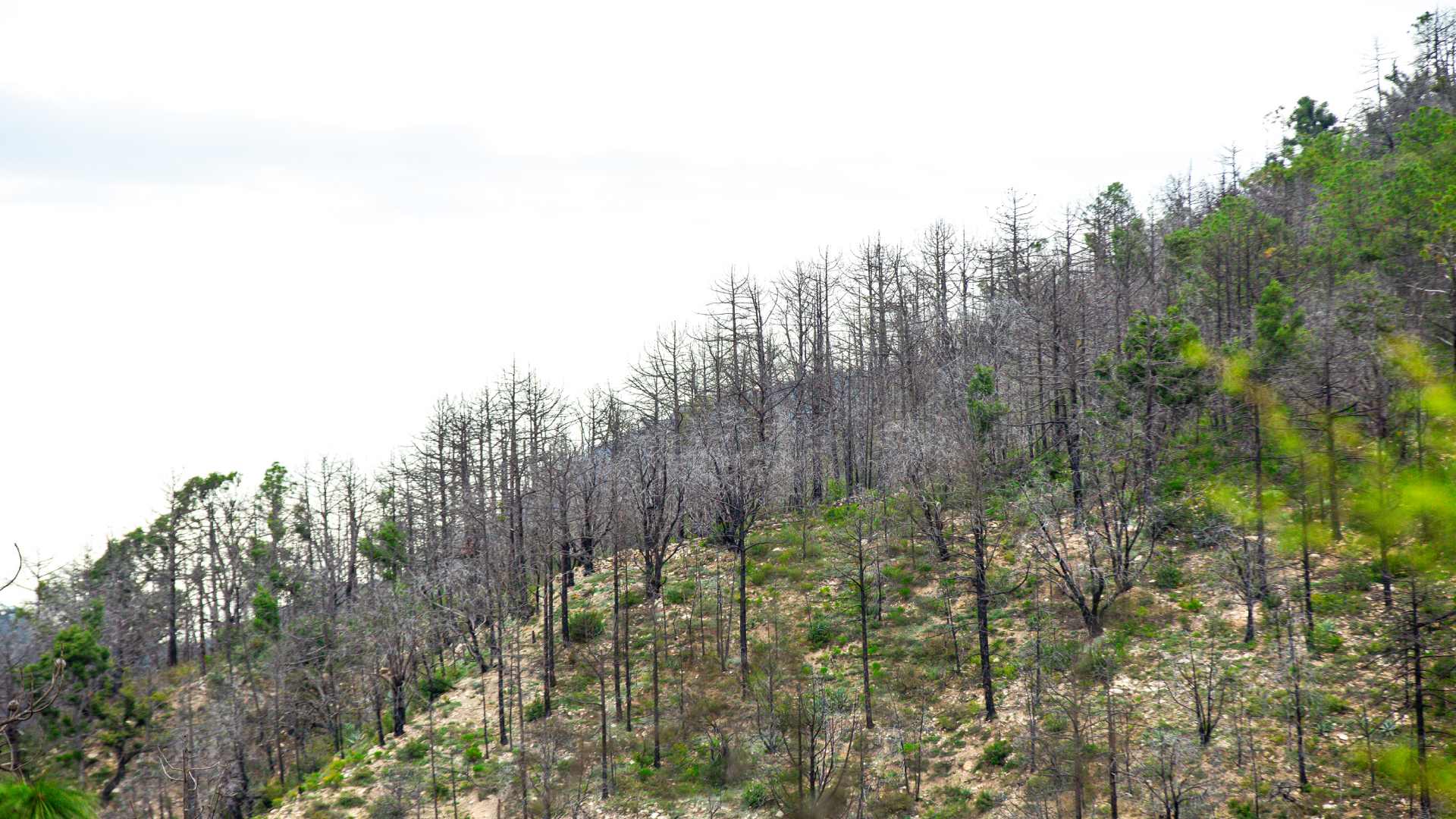 Combina Bosque Escuela estudio y cuidado de la flora y fauna regional