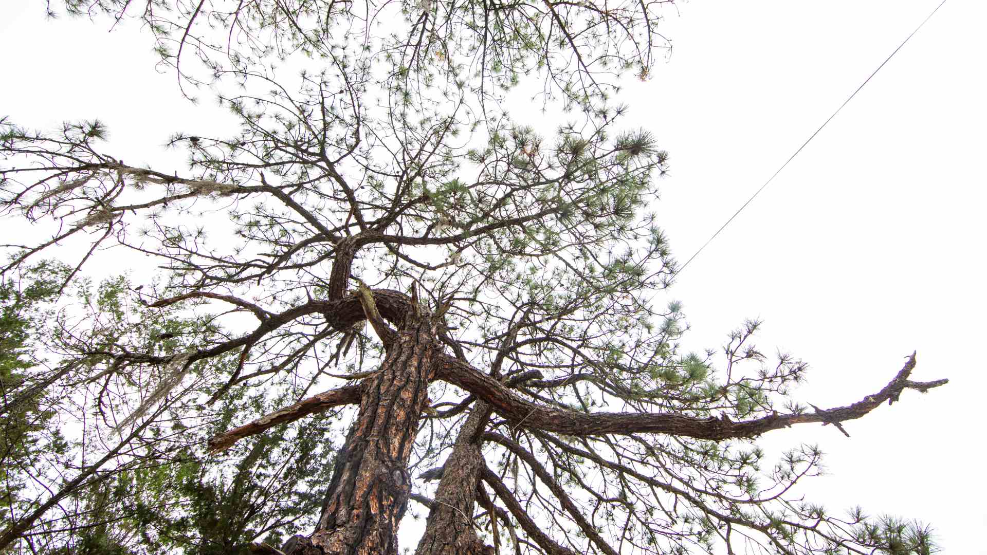 Combina Bosque Escuela estudio y cuidado de la flora y fauna regional