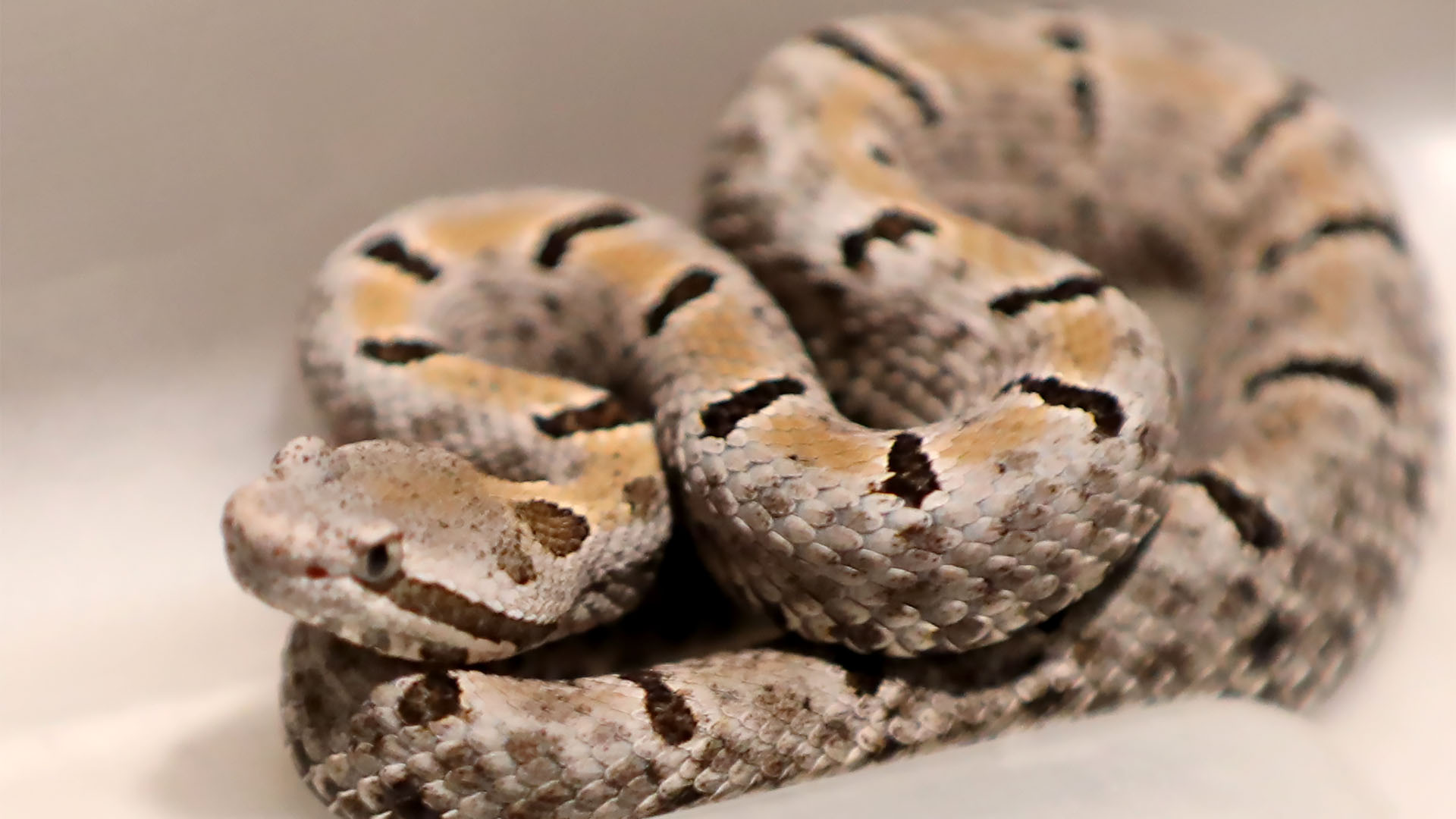 Es UANL líder nacional en el estudio de los reptiles
