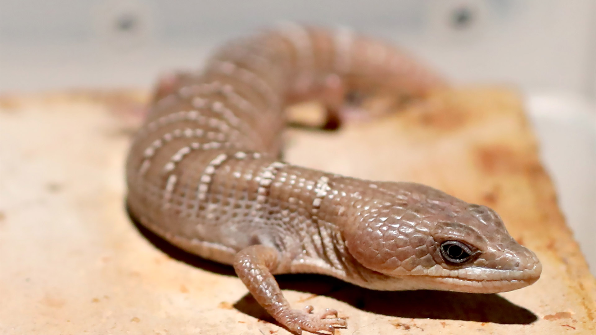 Es UANL líder nacional en el estudio de los reptiles