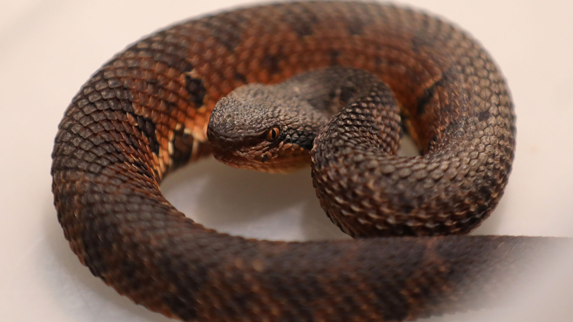 Es UANL líder nacional en el estudio de los reptiles