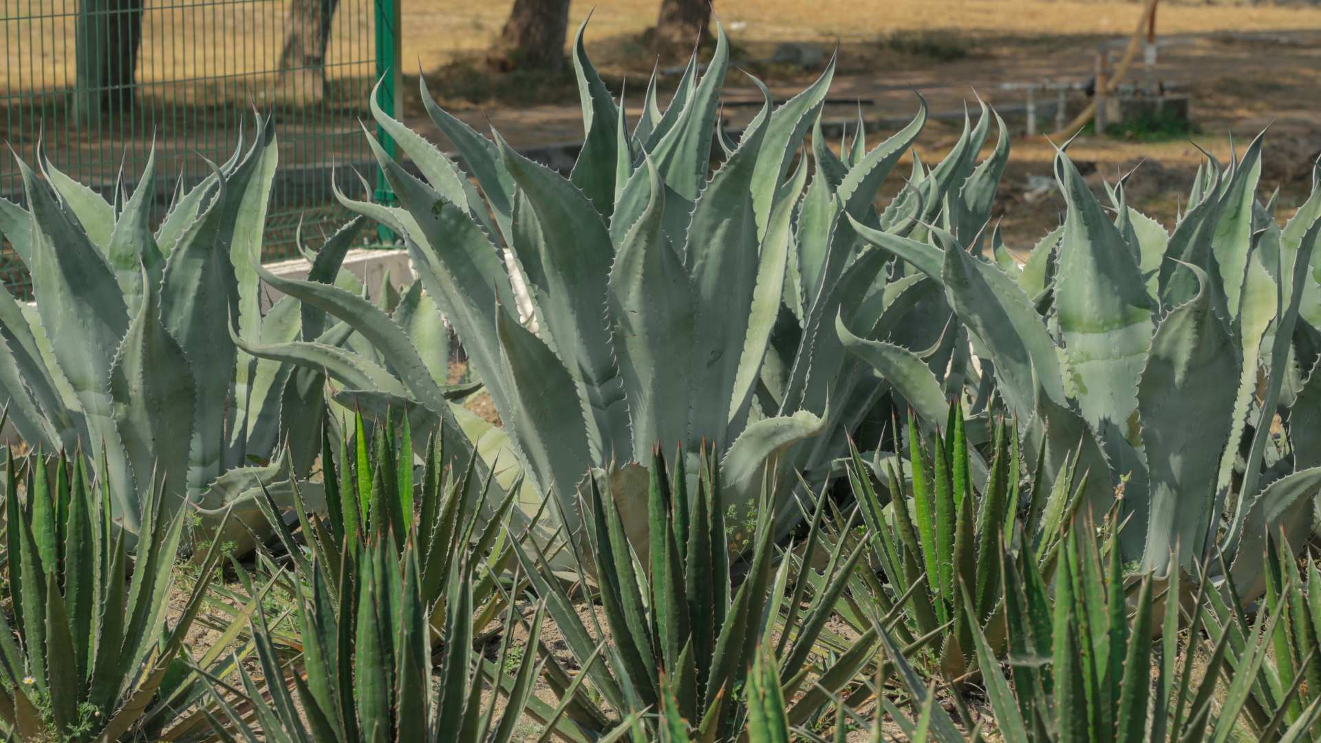 Amplía UANL red de jardines etnobiológicos en NL