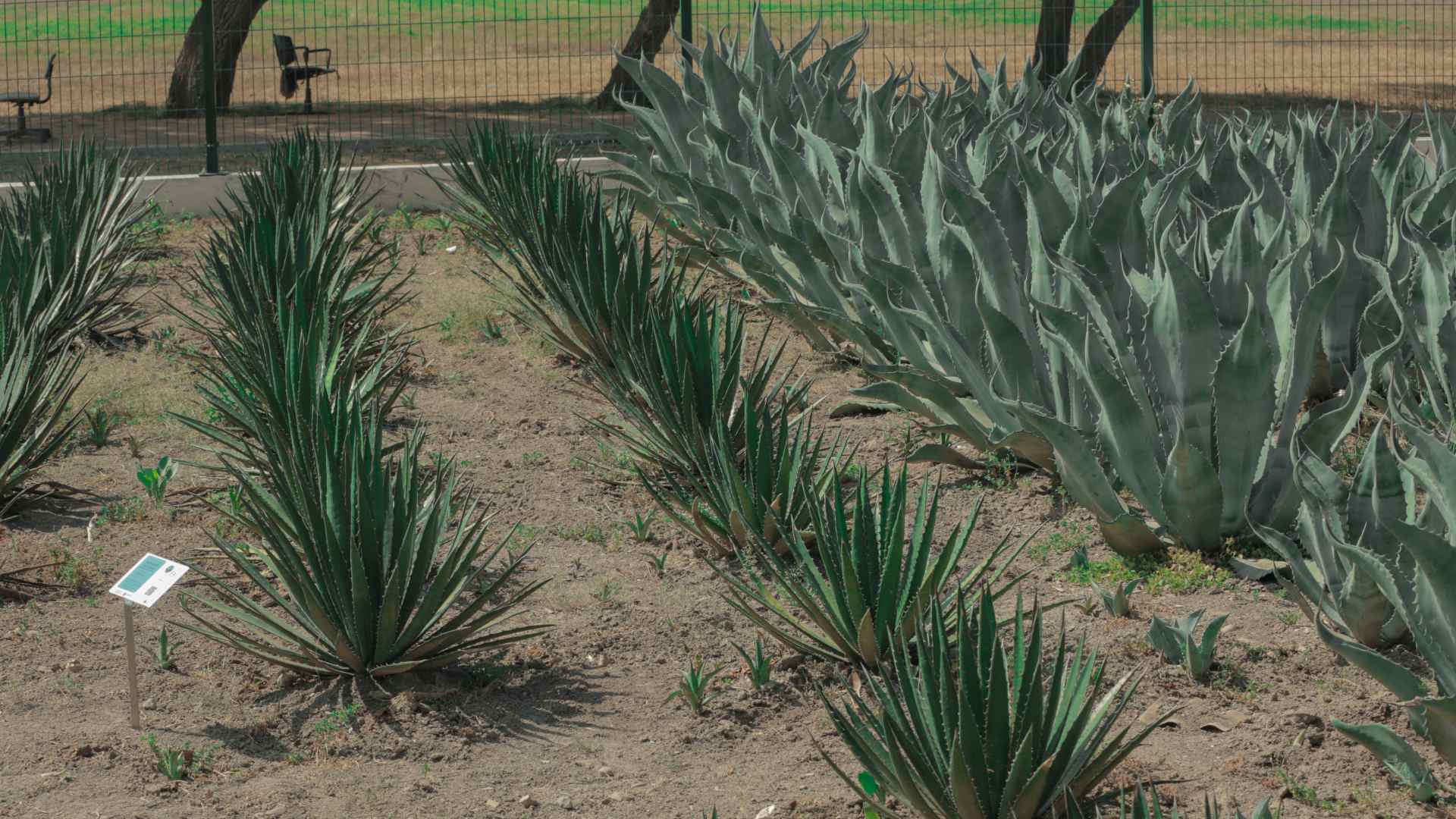 Amplía UANL red de jardines etnobiológicos en NL