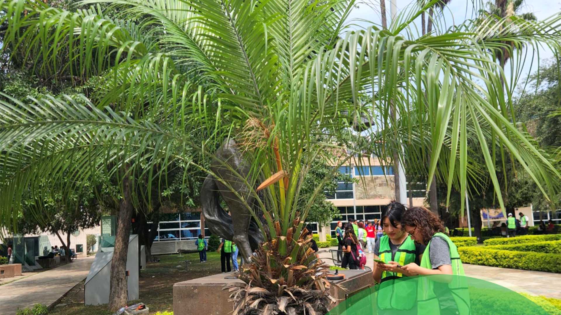 Presentan diagnóstico sobre el capital forestal de Filosofía y Letras