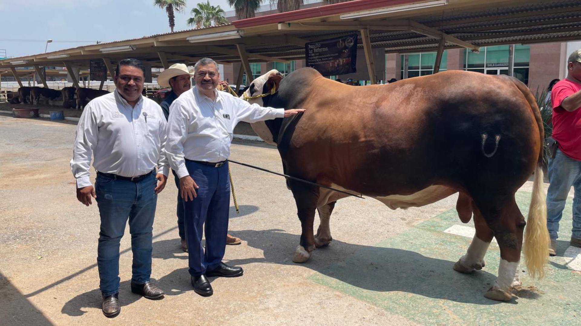 Exhibe UANL ganado de excelencia en la Expo Feria Guadalupe