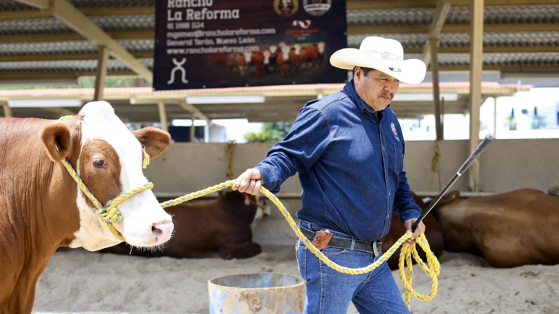 Exhibe UANL ganado de excelencia en la Expo Feria Guadalupe