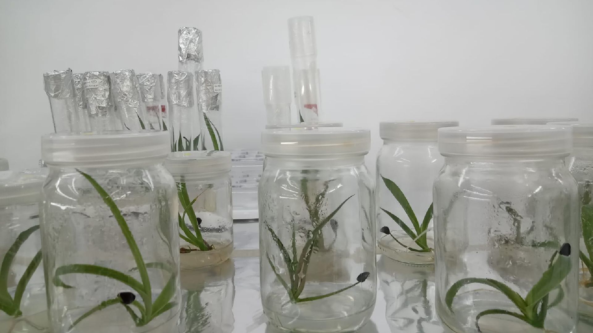 FCB-FCFM trabajan en conservación del agave para destilado Flammam