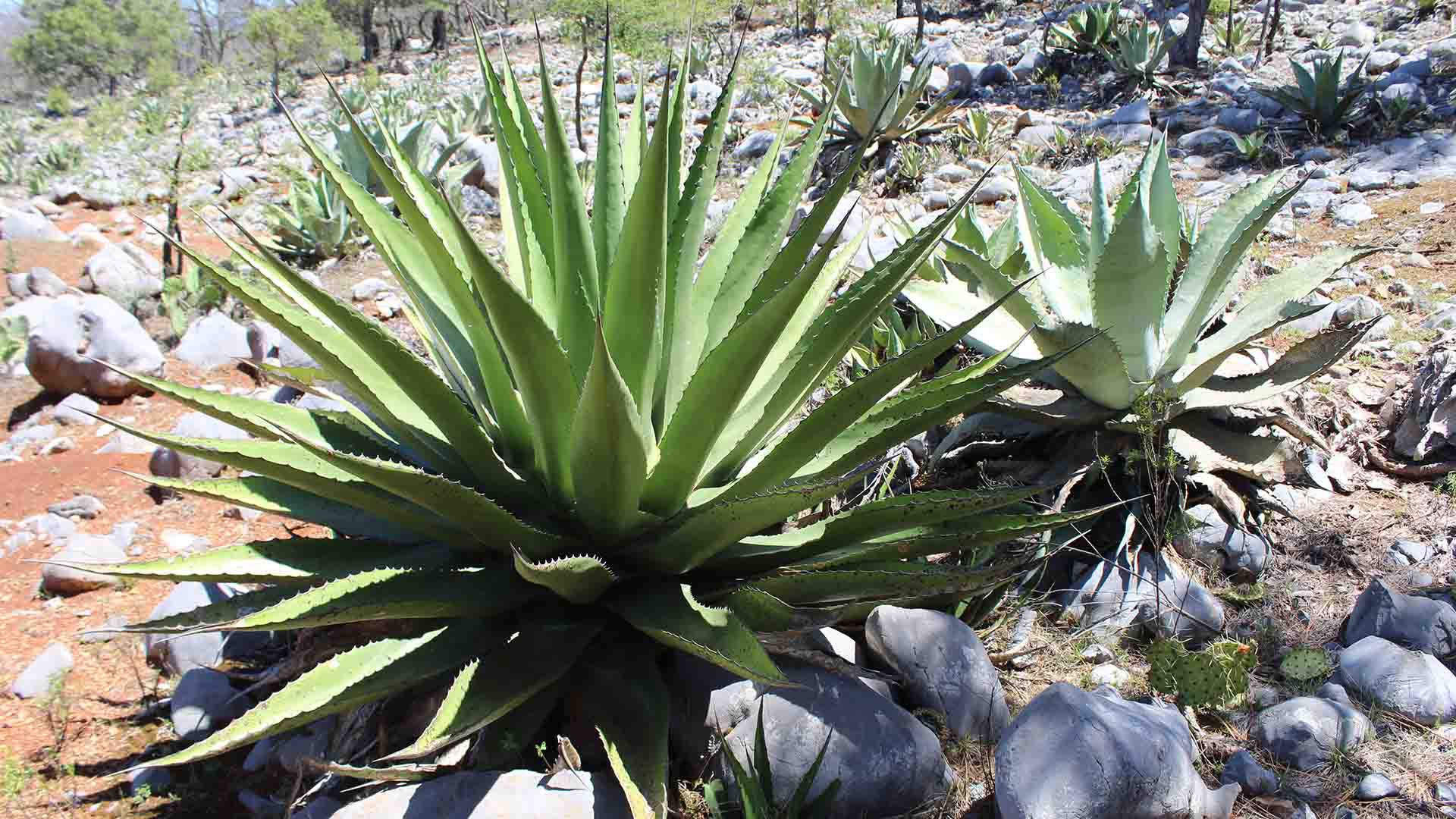 FCB-FCFM trabajan en conservación del agave para destilado Flammam