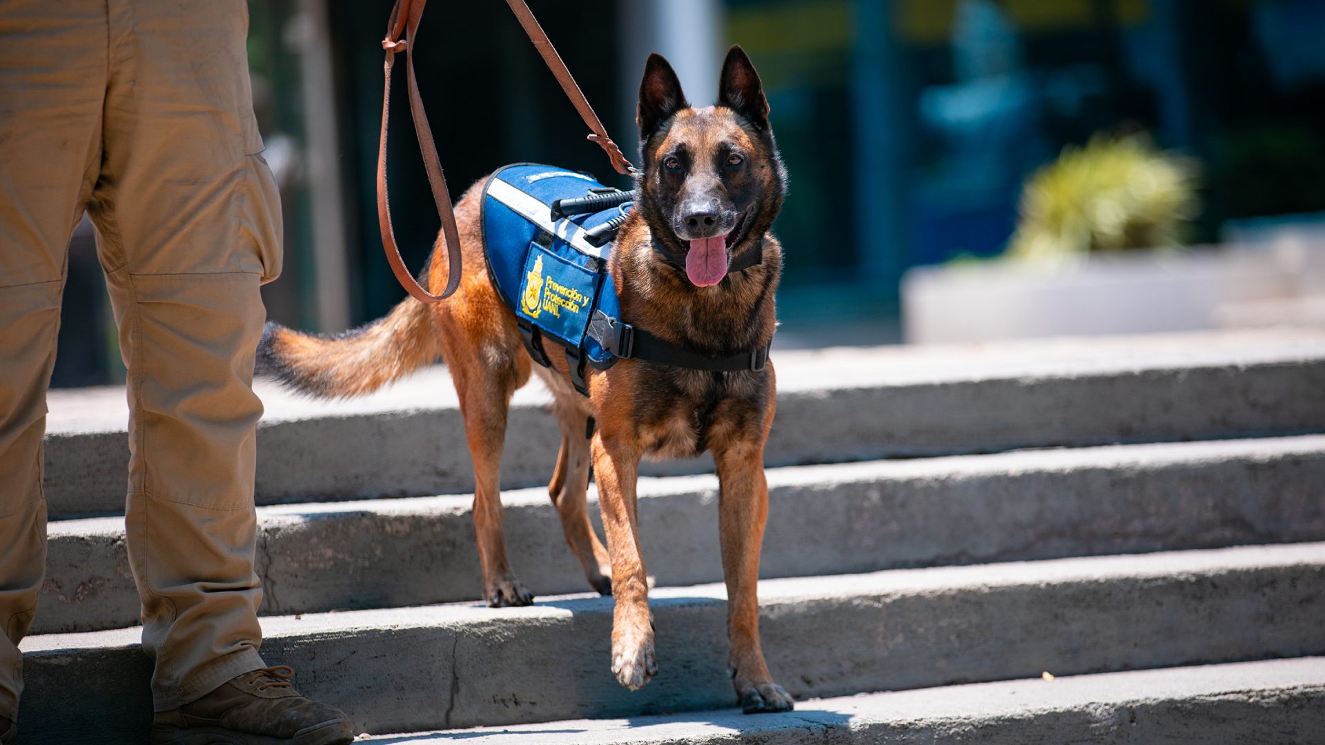 Reciben binomios K9 certificación de organismo internacional