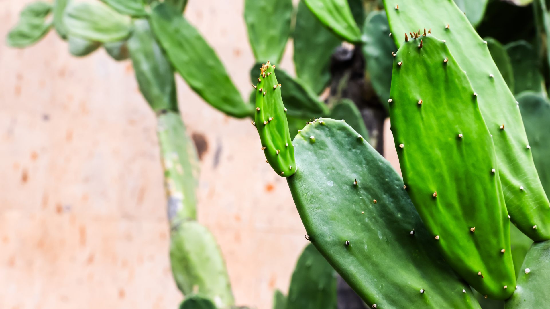 Apuestan universidades por desarrollos del nopal y cactáceas