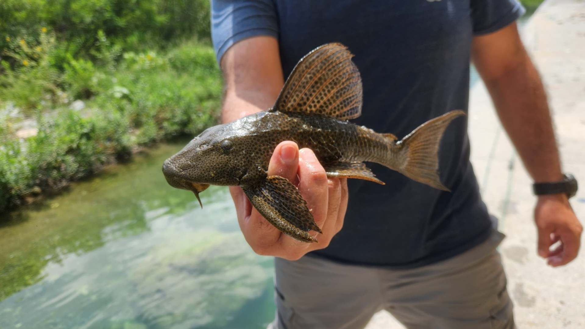 Inquieta presencia de pez diablo en aguas de NL