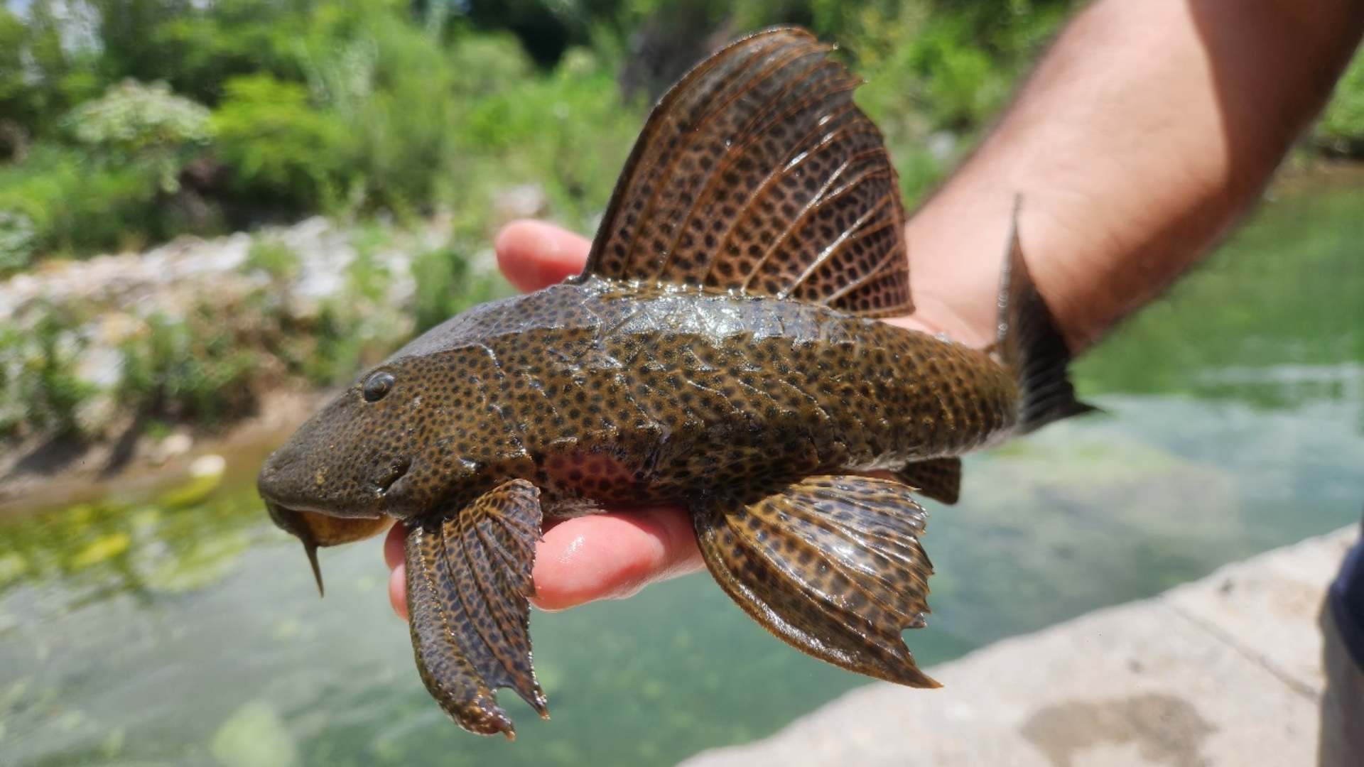 Inquieta presencia de pez diablo en aguas de NL