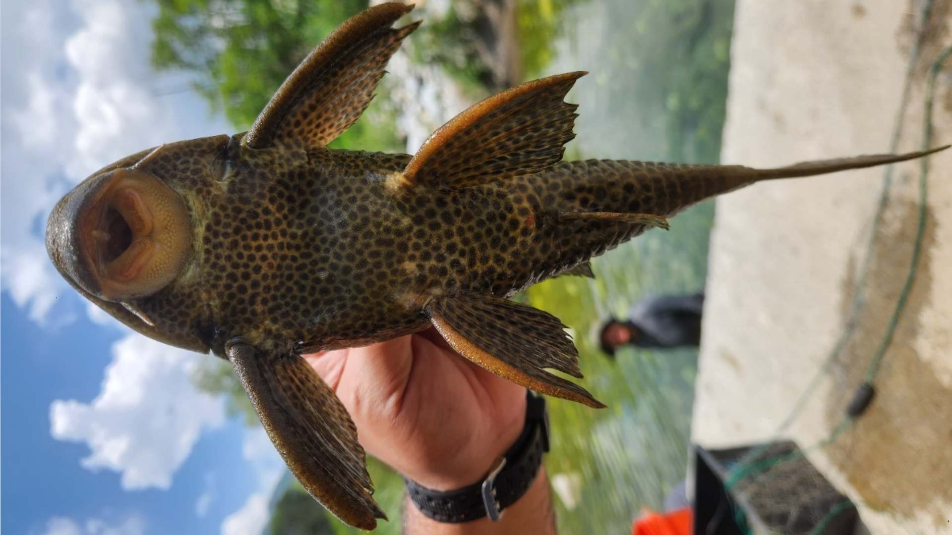 Inquieta presencia de pez diablo en aguas de NL