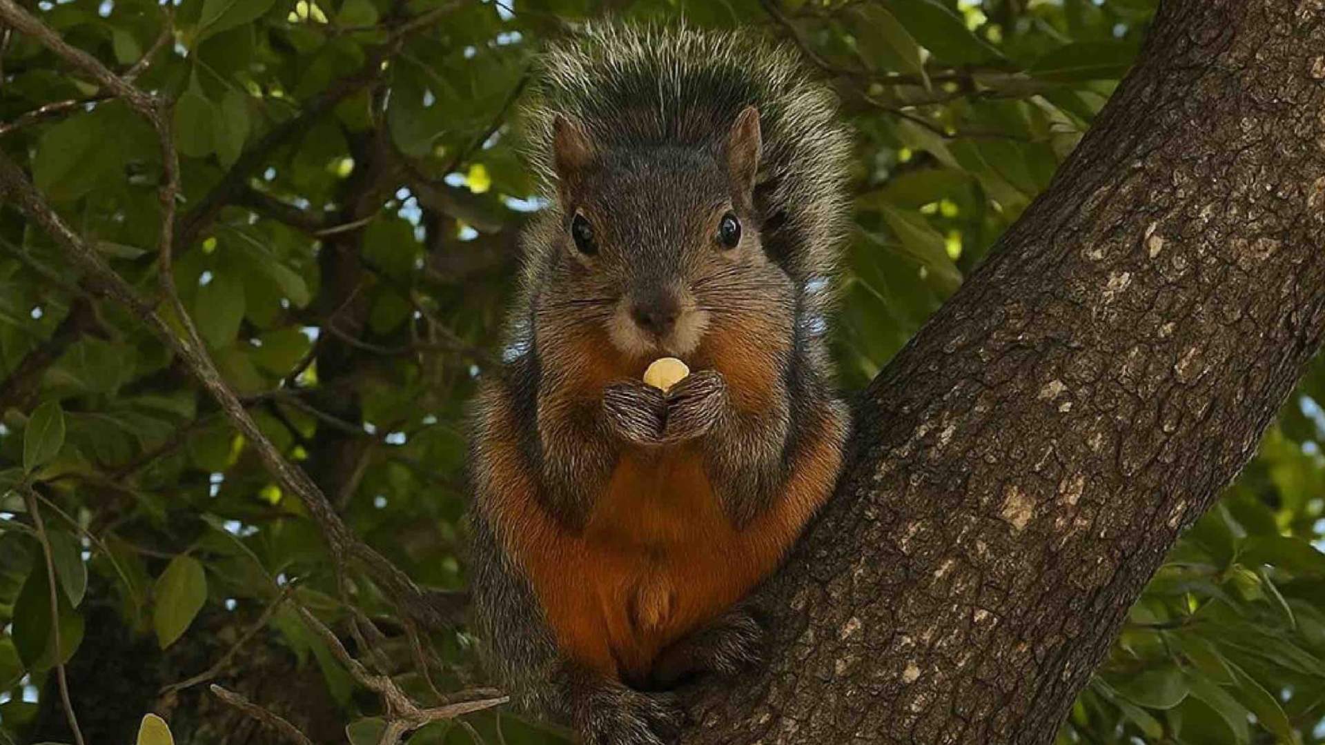 Ponen la mira en fauna silvestre de campus universitarios