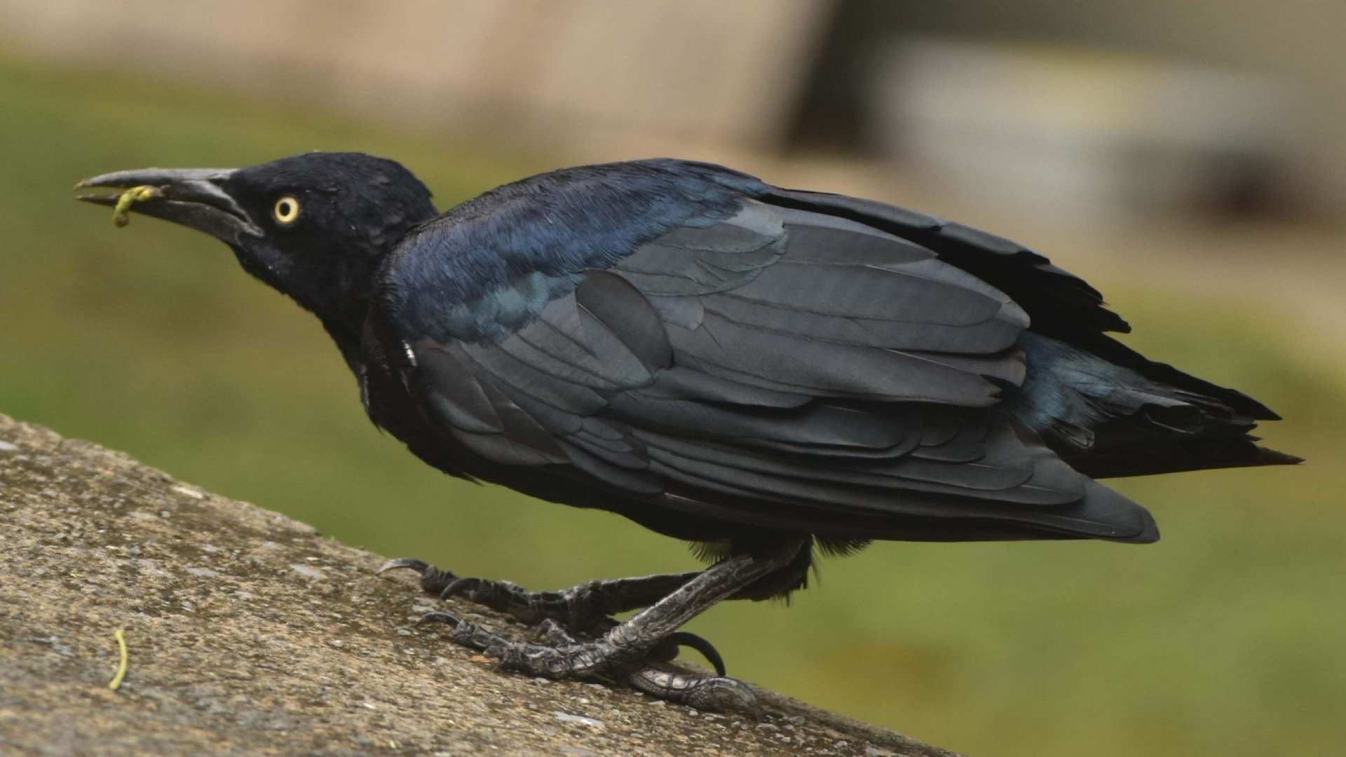 Ponen la mira en fauna silvestre de campus universitarios