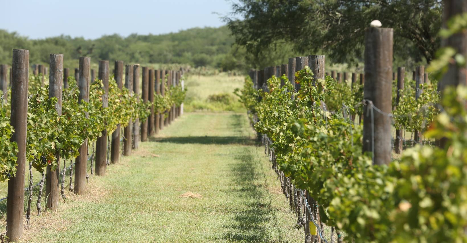 Conserva UANL posición como la universidad más sustentabe en México
