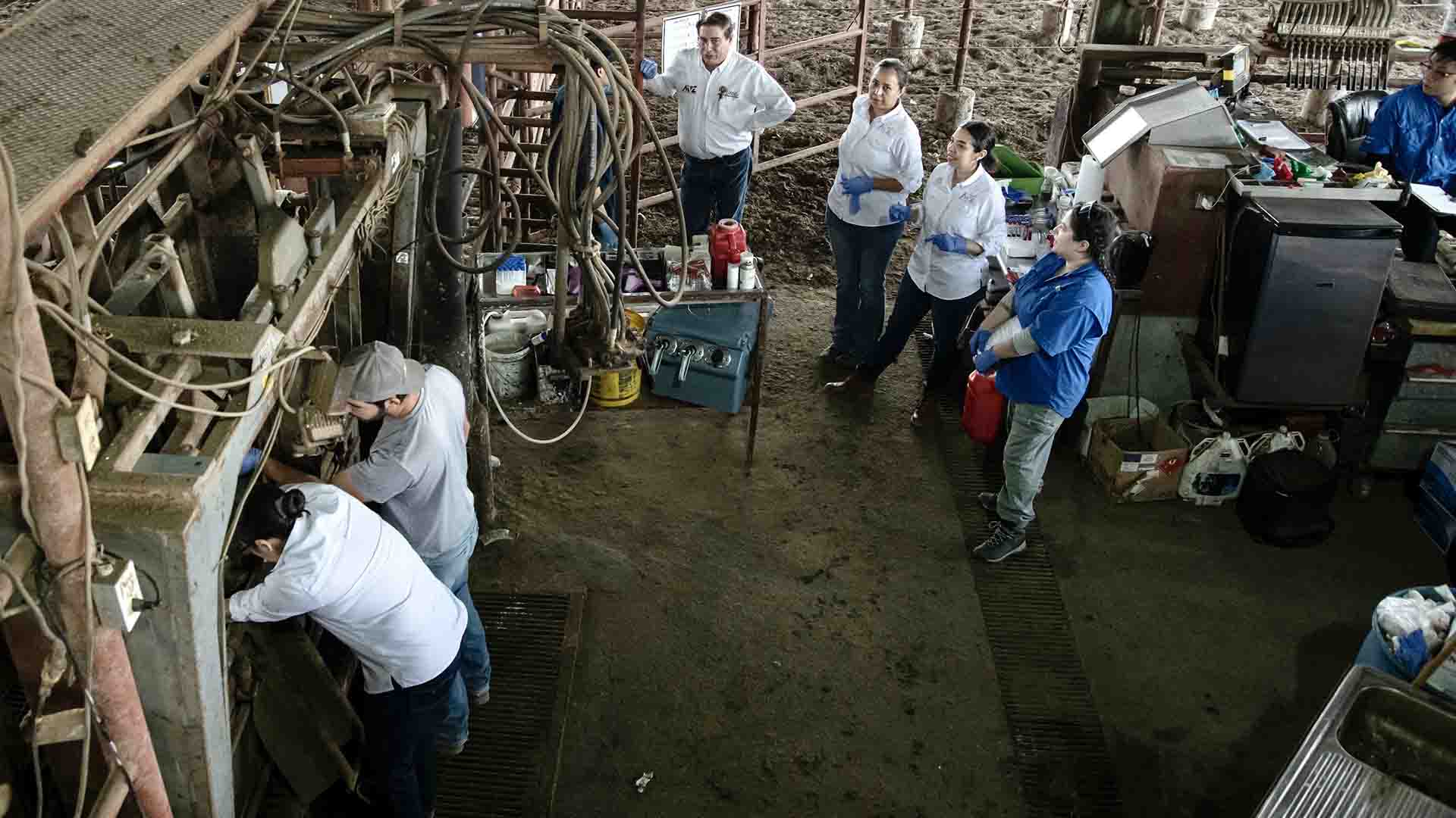 Revista Science publica investigación de la UANL que identifica variante del virus de influenza tipo D en ganado bovino