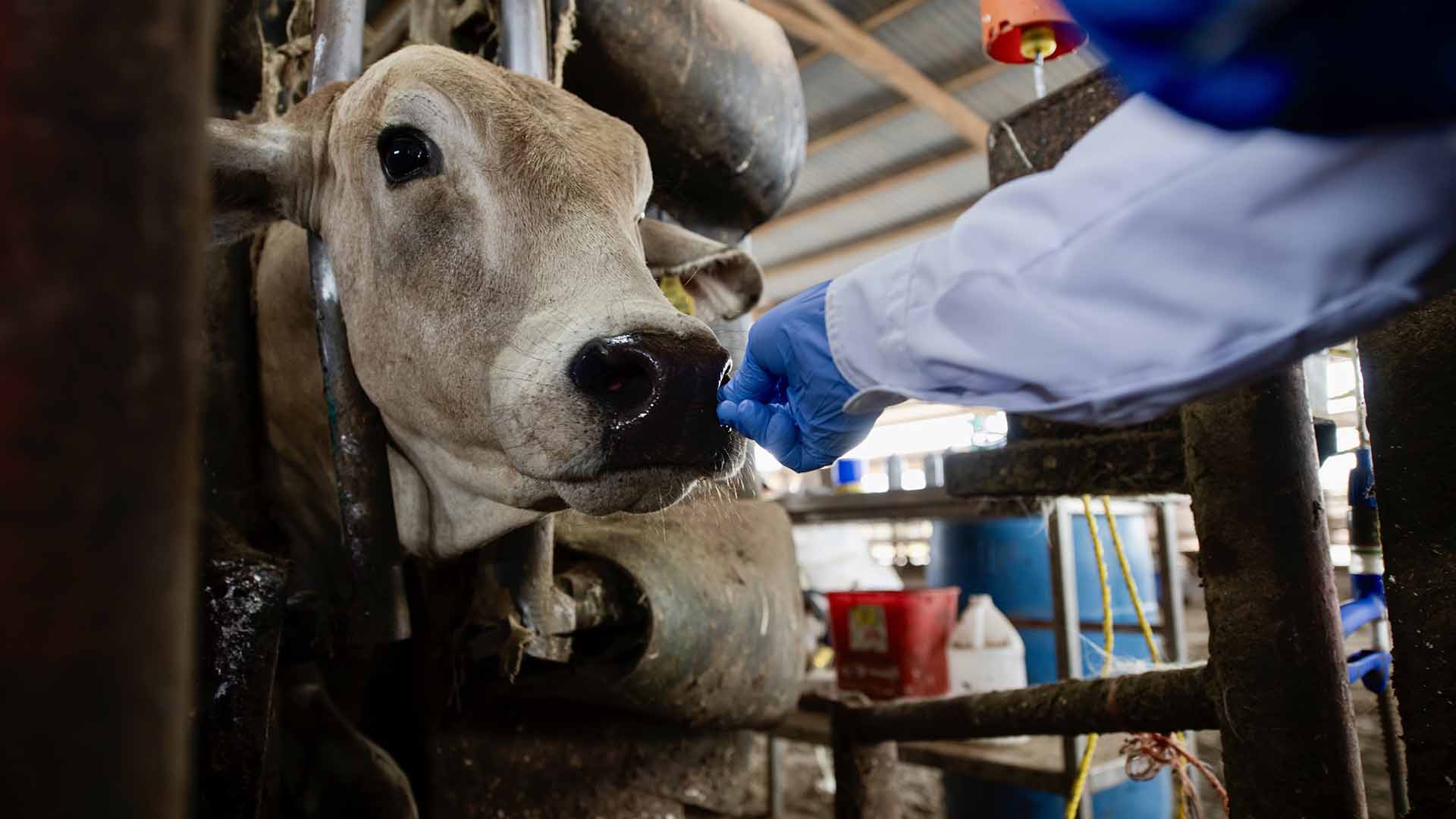 Revista Science publica investigación de la UANL que identifica variante del virus de influenza tipo D en ganado bovino