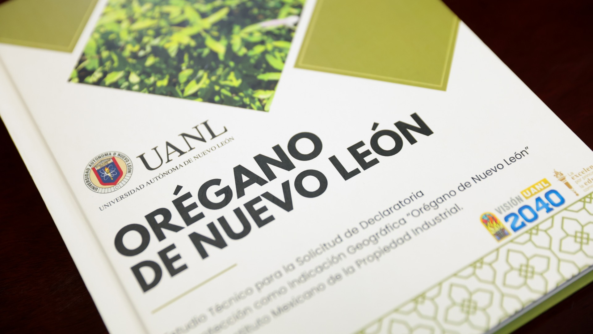 Orégano: el oro verde de Nuevo León