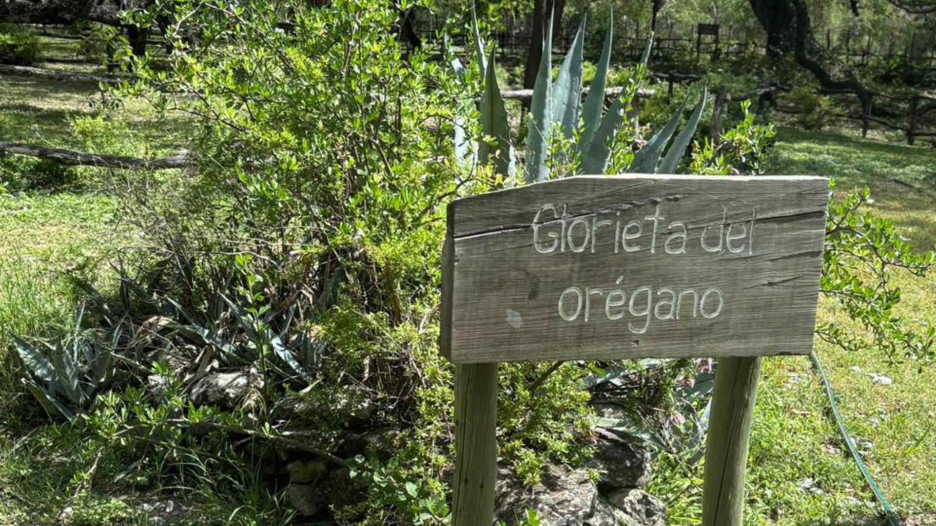Orégano: el oro verde de Nuevo León