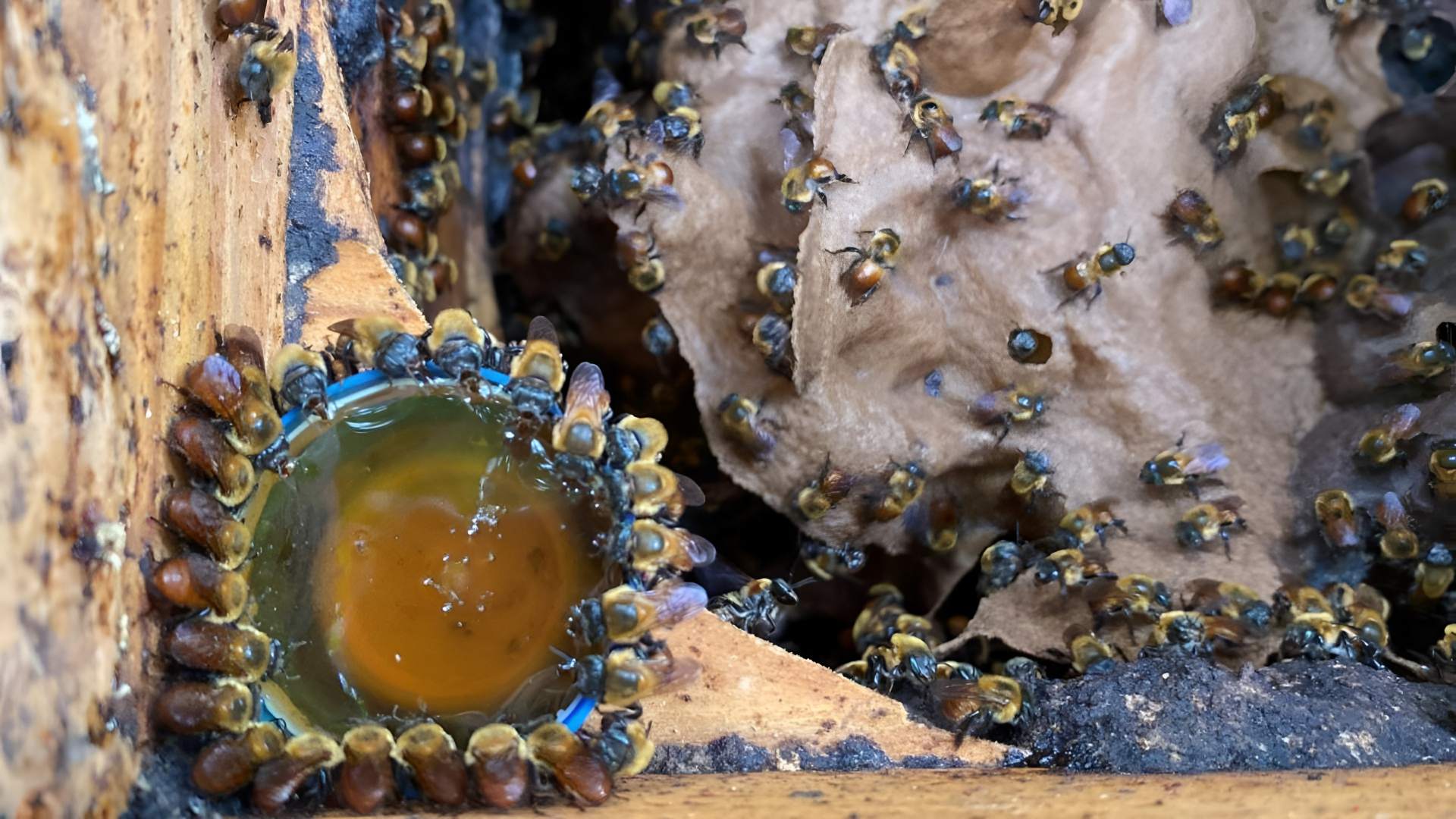 Acercarán conocimiento sobre abeja melipona en comunidades indígenas