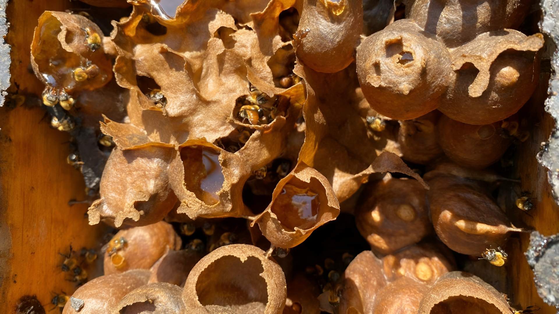 Acercarán conocimiento sobre abeja melipona en comunidades indígenas