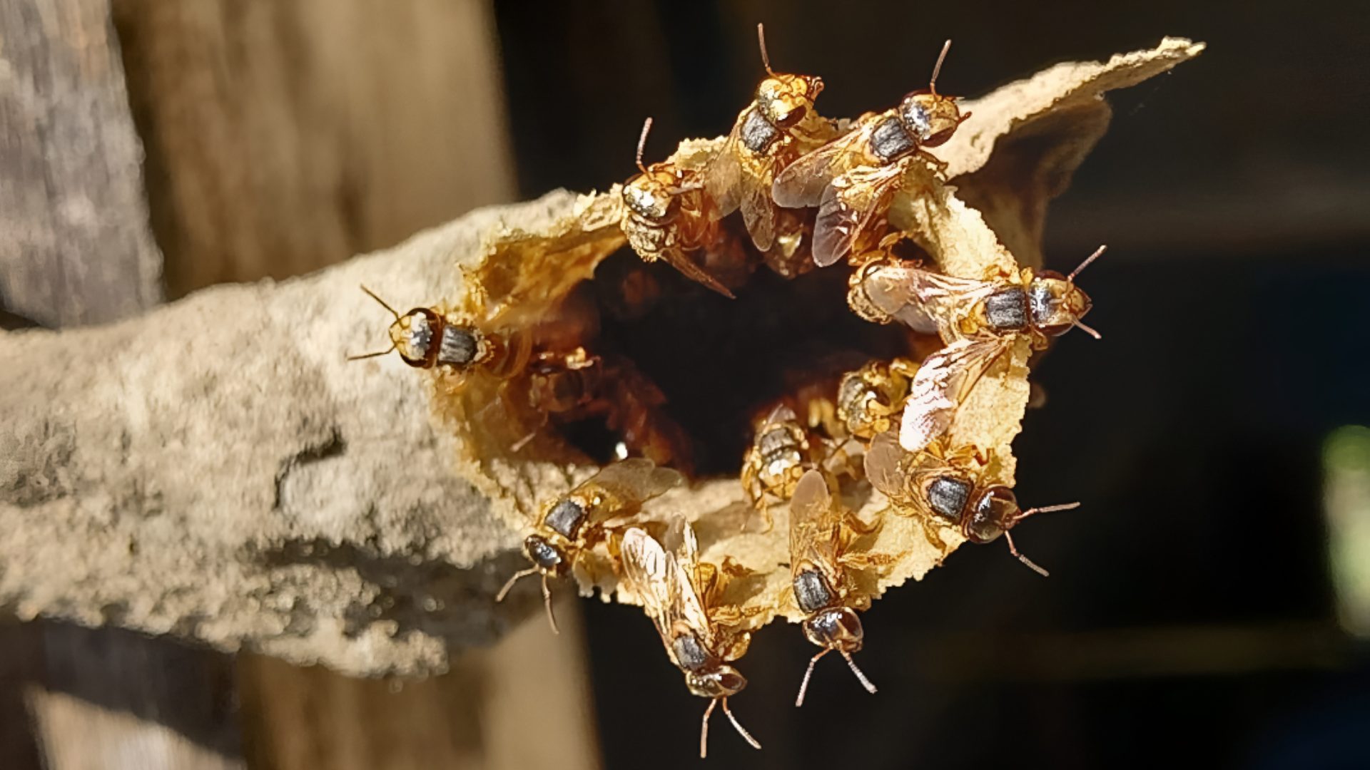 Acercarán conocimiento sobre abeja melipona en comunidades indígenas